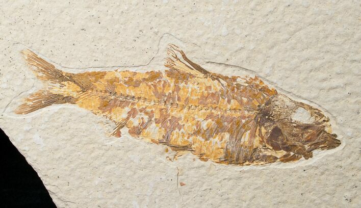 Bargain Knightia Fossil Fish - Wyoming #16482